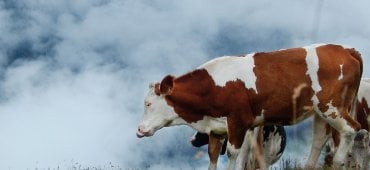 vaches